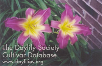 Daylily Brymore Delight